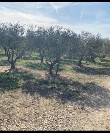 Vends terrain avec oliviers
