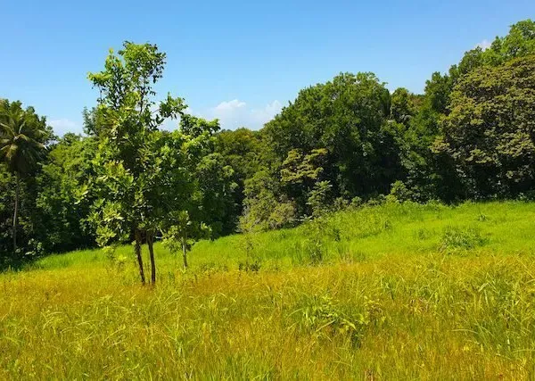 Bien agricole et foncier Vente Goyave  10101m² 630000€