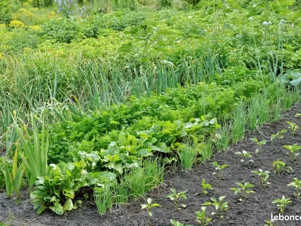 Petite parcelle de potager avec puit Beaupreau