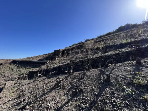 VIGNE EN EXPLOITATION
