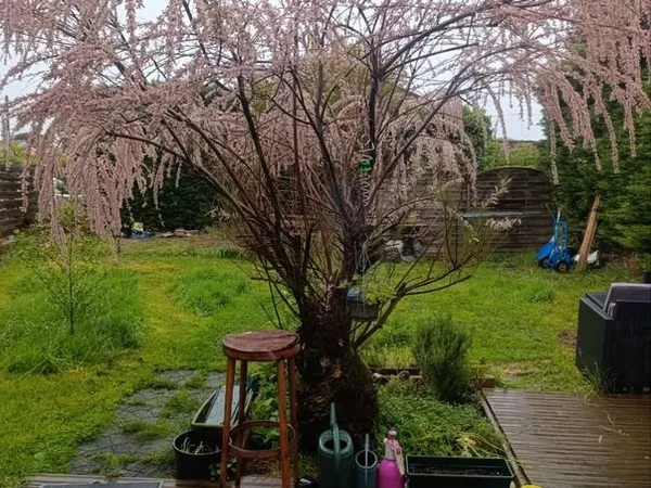 Studio avec grand jardin