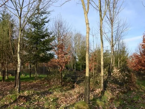 Achat : Maison Gacé (61230)