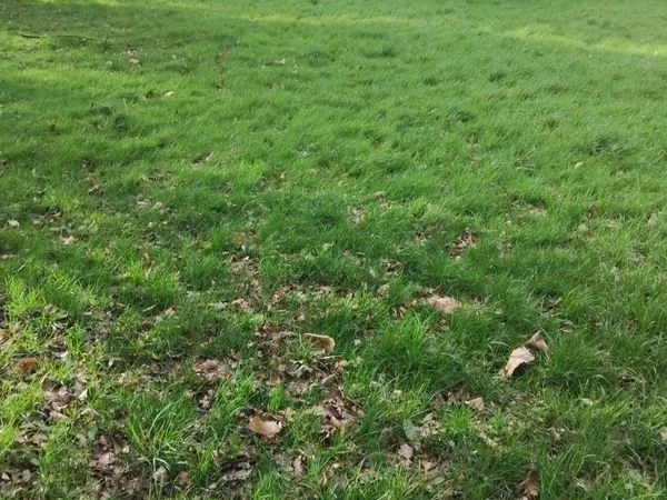 Terrain Location Laillé  1500m² 20€