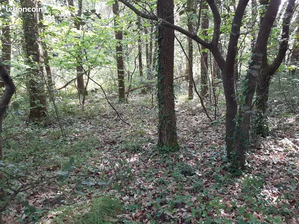 Vends parcelle de bois