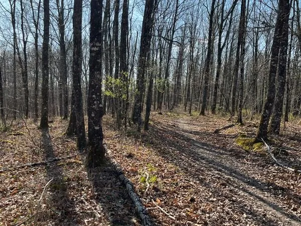 Terrain boisé