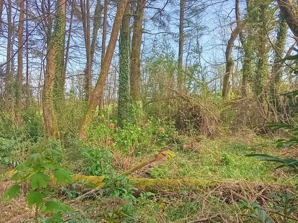 Terrain boisé