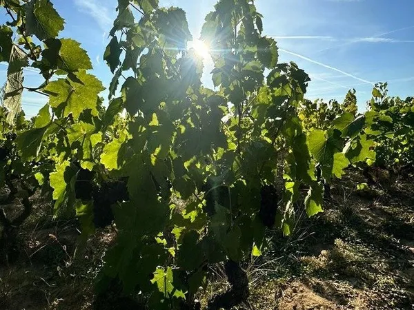 A vendre vignes AOC Moulin à Vent