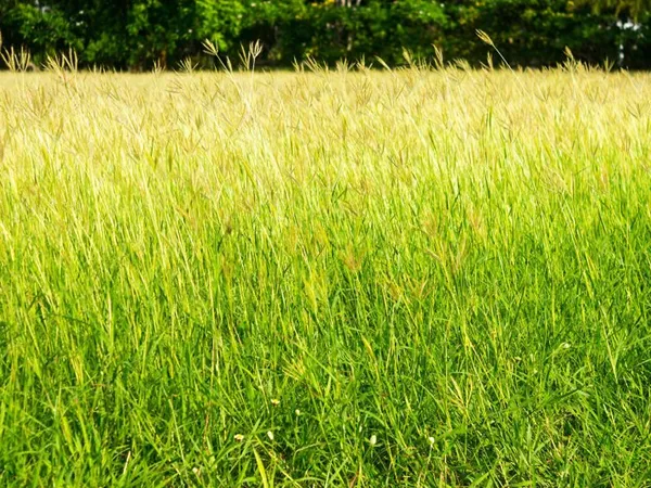 Terrain 4209 m²