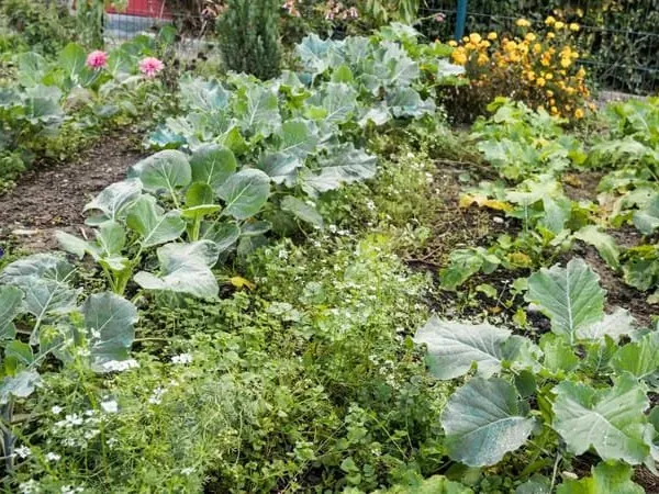 JARDIN D'AGREMENT GRISY-SUISNES