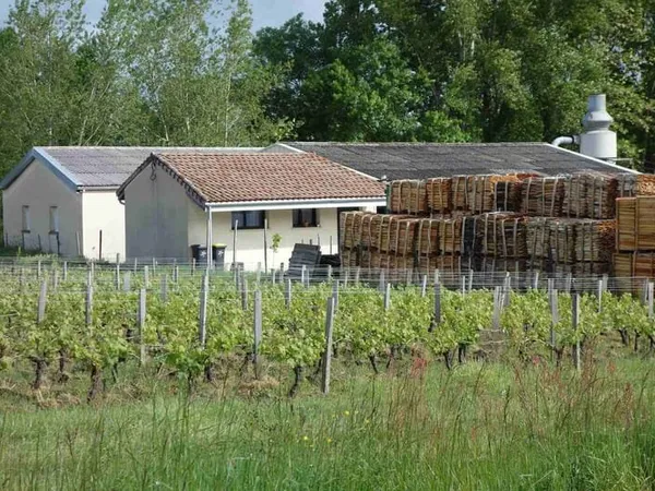 Scierie fabrication piquets de vignes au coeur du Médoc