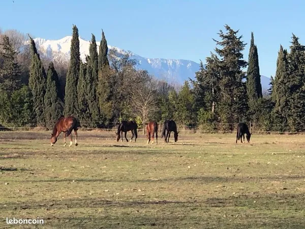 Location Mobilhome 30m2 au sein d'une propriété équestre avec possibilité pension cheval ou demi pen