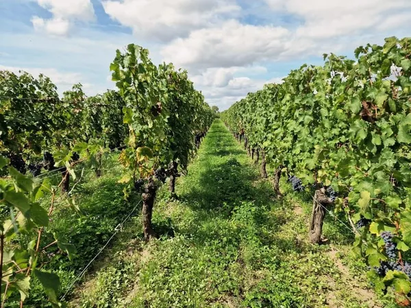 Propriété viticole - Saint-Émilion Grand Cru