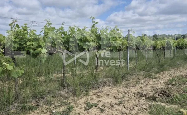 OPPORTUNITÉ EXCEPTIONNELLE - DOMAINE VITICOLE 19,65 HA