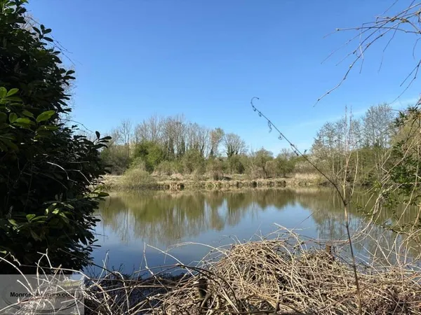 Terrain boisé  forêt