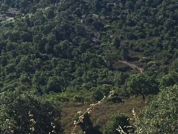 Terrain Agricole / Sylviculture / Sainte Maxime