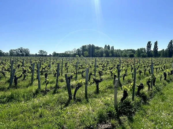 Parcelle de vignes en AOC Saint-Emilion