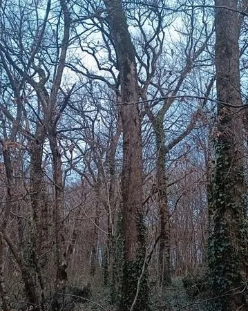 Parcelles de bois