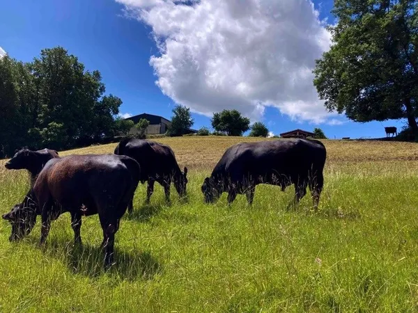À découvrir - Propriété agricole de 17,4 ha à vendre Saint-Nauphary (82)