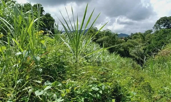 Dépt Martinique (972) à vendre Terrain GROS-MORNE 5303,00 m² - 459 000 €