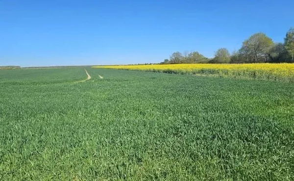 Terrain 11565 m²