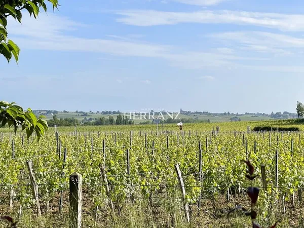 Opportunité Unique : Parcelle de Vignes en AOC Pomerol à Saisir !