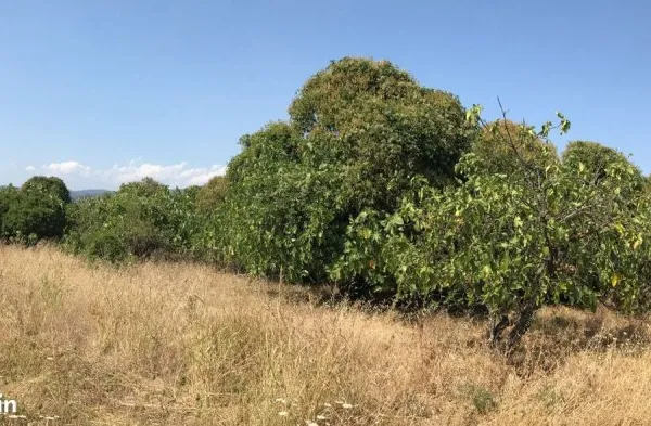 Terrain SOLLIES-VILLE 885 m2