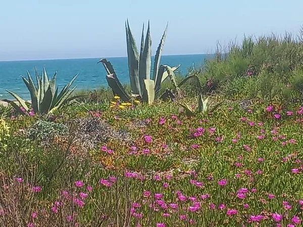 Studio avec belle terrasse et accès direct à la plage