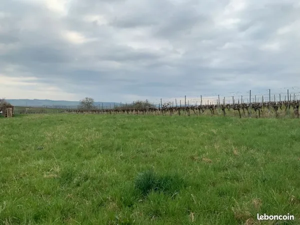 Magnifique terrain en bordure des vignes