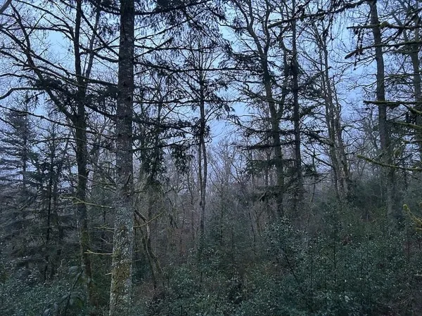 82Ha - Forêt Mixte À Valoriser