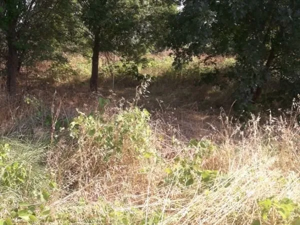 Terrain agricole