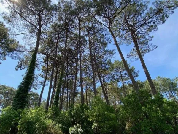 Terrain 1011 m²