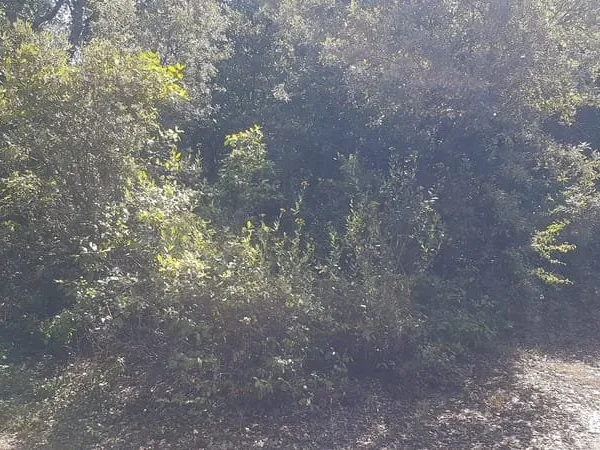 Terrain boisé - forêt