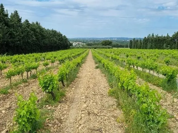 Achat : Local commercial Avignon (84000)