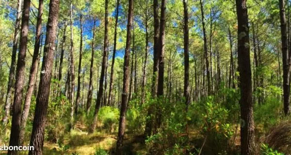 Maison landaise à rénover - Cadre naturel exceptionnel à Lévignacq