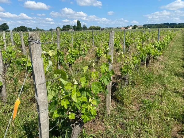 Parcelle viticole à Saint Laurent Des Combes 4.080 m²