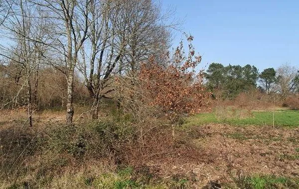 Terrain constructible 1305 m²