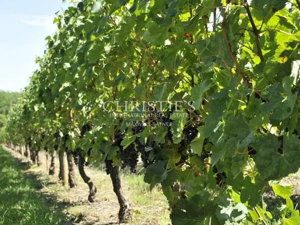 Propriété viticole en Aoc Montagne, Lalande de Pomerol et Bordeaux - Outil de production en bon état