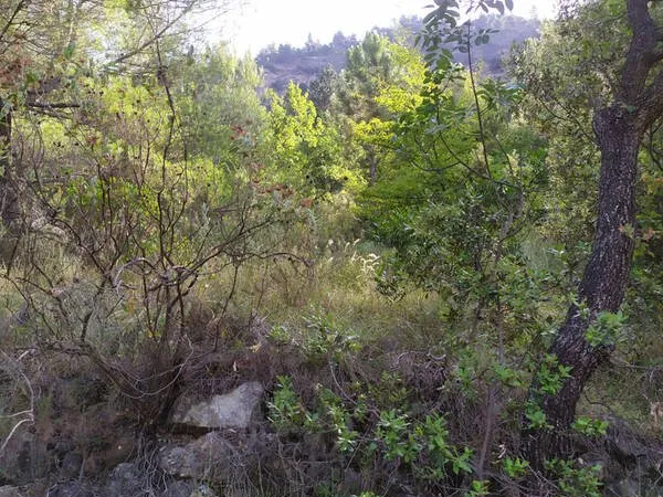 Terrain 5900 m²