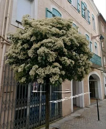 Bel Immeuble patrimonial centre Pamiers