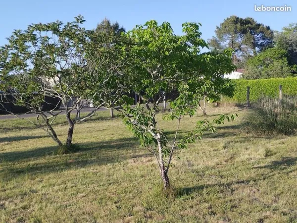 Libre de constructeur potentiel a définir.Bornage en cours. Terrain à Vendre YCHOUX 40160 Libre de t