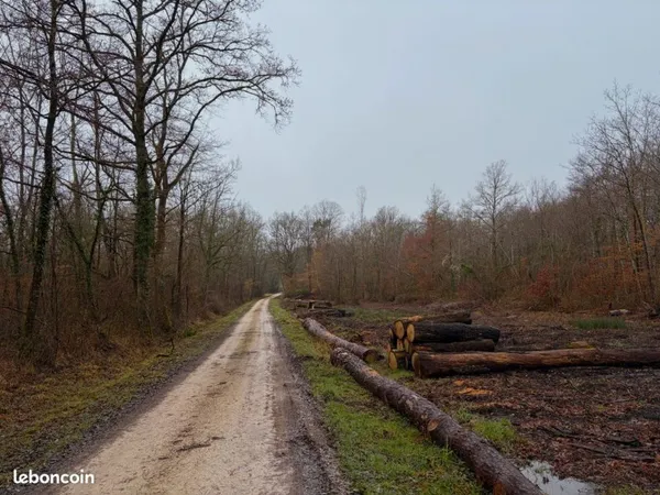 Propriété forestière en Centre-Val-de-Loire- 23 hectares-Loiret (45)