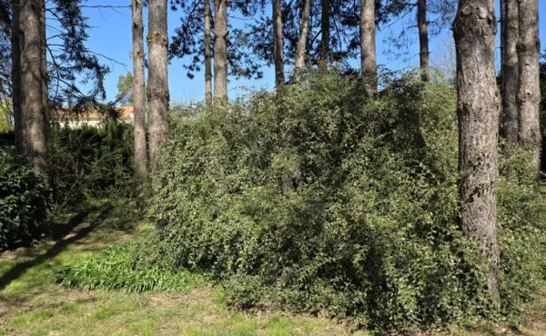 Terrain diffus 1850 m²