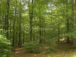 PARCELLE DE BOIS 13020 M2 BORDEE D UN PETIT RUISSEAU
