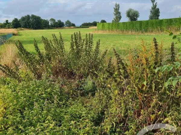 Terrain 4472 m²