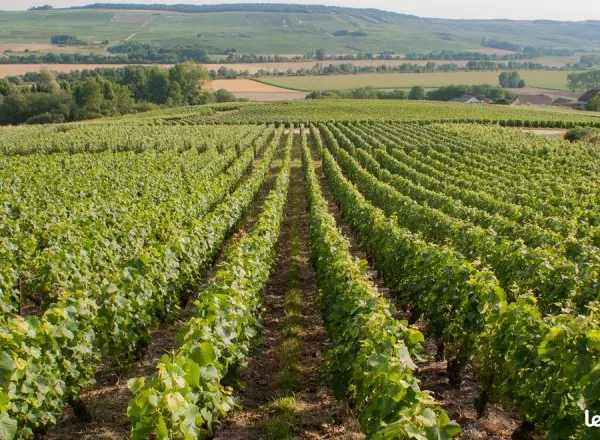 Vente 50 % parts exploitation viti agri