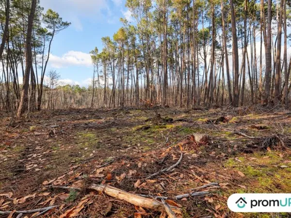 Forêt de 1570 m2 à CHÂTILLON-SUR-CHER