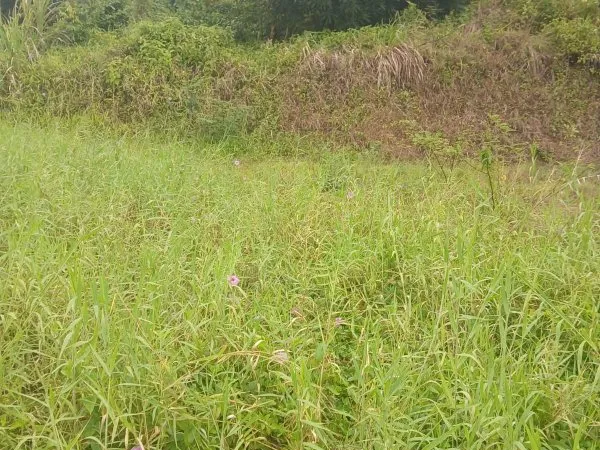 Terrain 1000 m²