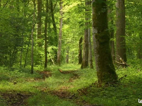 Vente terrain boisee resineux et autre ideal pour loisire et chasse