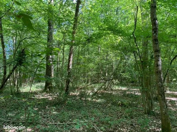 Parcelle de bois