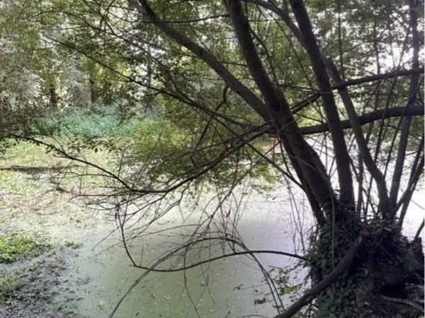 🌳 Bois de 5 480 m² avec mare - Environnement naturel préservé